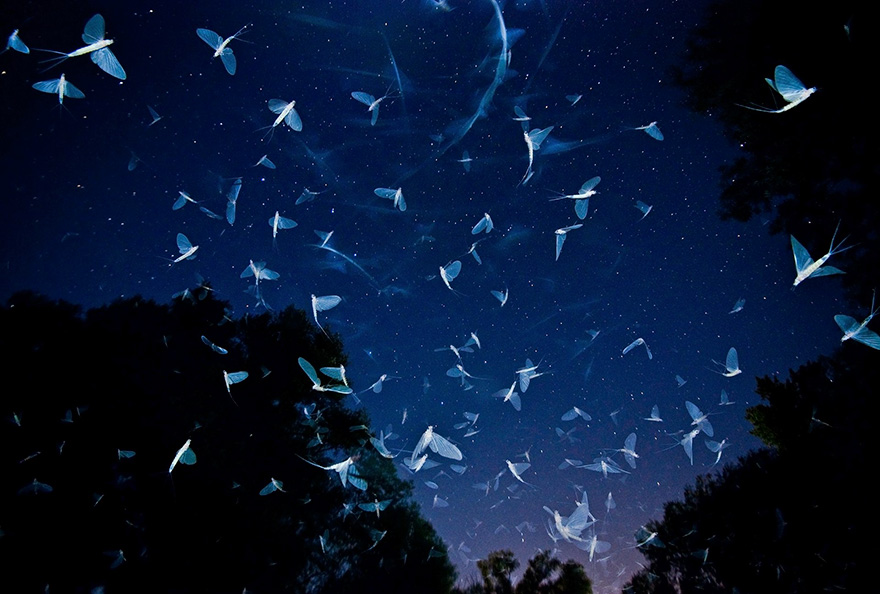  Swarming Under The Stars ถ่ายโดย Imre Potyó, ประเทศฮังการี (Hungary)