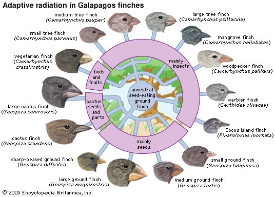 Galapagos finches นกฟินช์