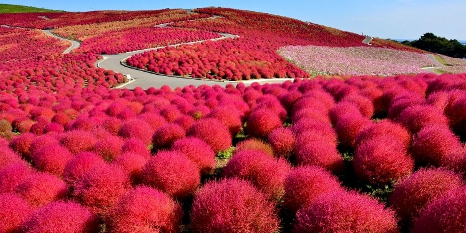  สถานที่ ชมใบไม้เปลี่ยนสีที่ญี่ปุ่น สวนฮิตาชิ Hitachi 