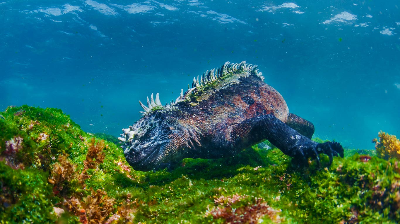 Marine iguana อีกัวน่าทะเลกาลาปากอส