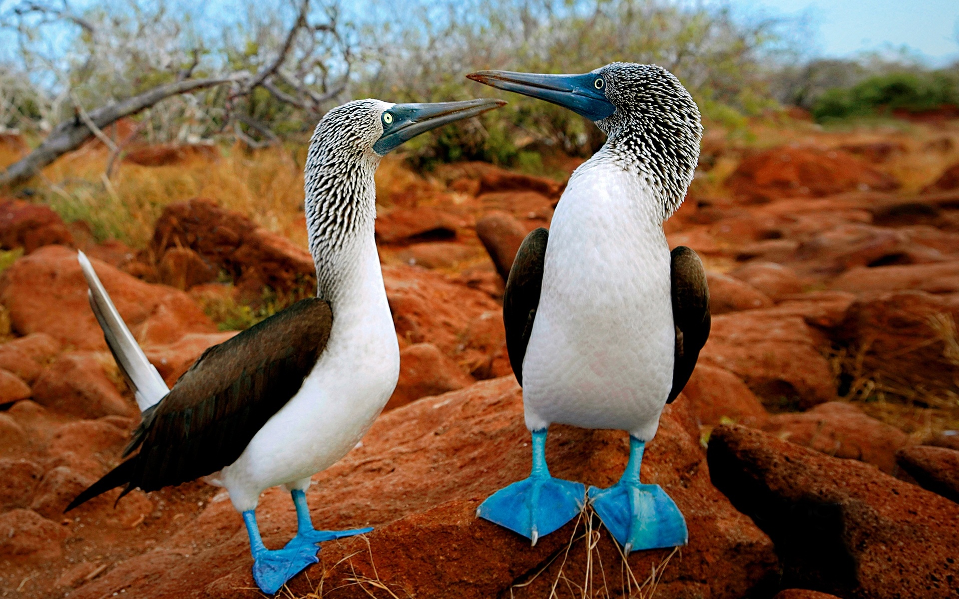  Blue-footed Booby นกบูบีเท้าน้ำเงิน