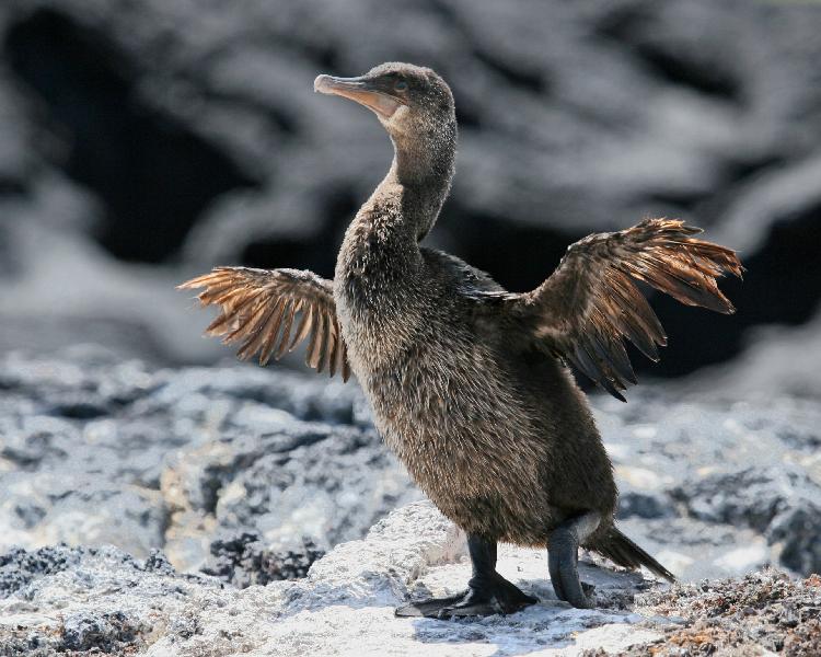Flightless cormorant นกกาน้ำ 