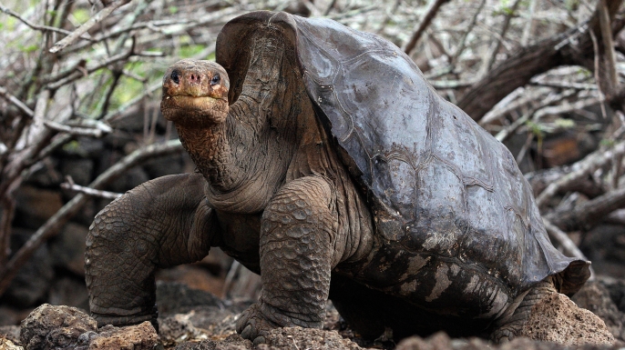 Galapagos tortoises เต่ายักษ์กาลาปากอส