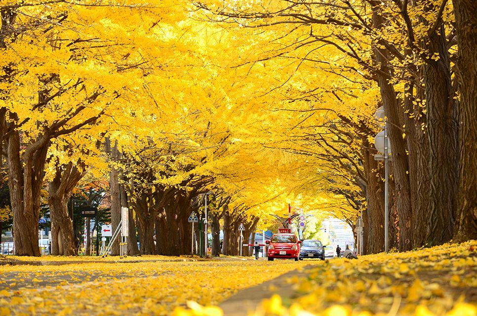 ถนนต้นแปะก๊วย อิโช นามิกิ (Icho Namiki), โตเกียว สถานที่ ชมใบไม้เปลี่ยนสีที่ญี่ปุ่น
