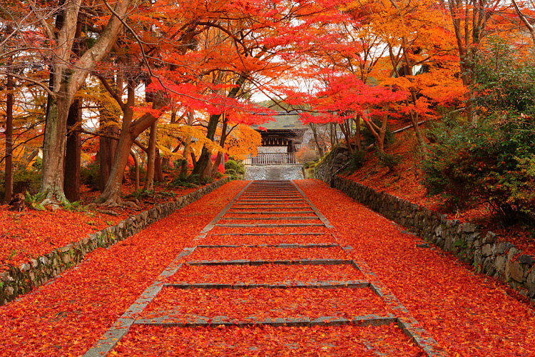 วัดบิชามอนโด (Bishamon-do Temple), เกียวโต สถานที่ ชมใบไม้เปลี่ยนสีที่ญี่ปุ่น
