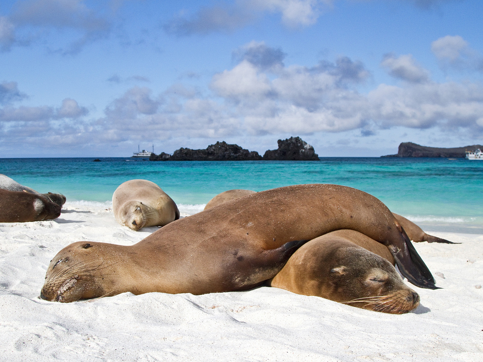 Galapagos sea lions Zalophus wollebaeki hauled out on the beach in the Galapagos Island Archipelago Ecuador