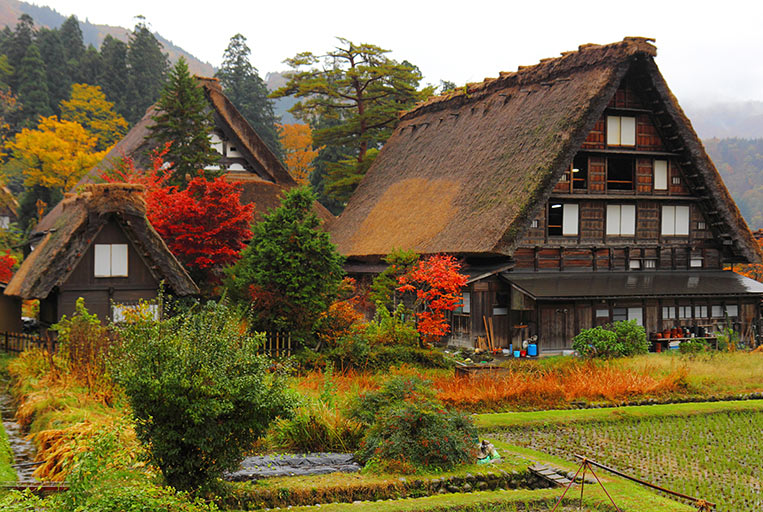 หมู่บ้านหลังคาโบราณชิราคาวะโกะ (shirakawago ) สถานที่ ชมใบไม้เปลี่ยนสีที่ญี่ปุ่น