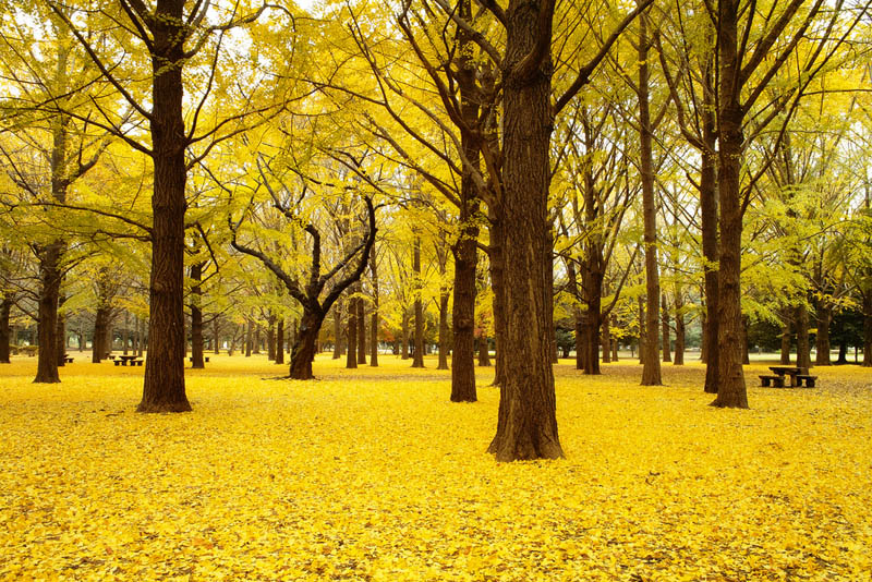  สวนโยโยกิ (Yoyogi Koen) สถานที่ ชมใบไม้เปลี่ยนสีที่ญี่ปุ่น