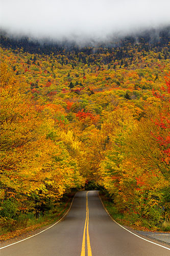 autumn-tree-tunnel-usa