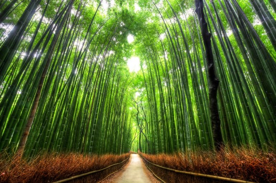 bamboo-path-japan