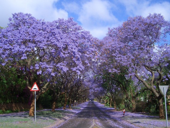 อุโมงค์ต้นไม้สุด Unseen ทั่วโลก jacarandas-walk-south-africa 