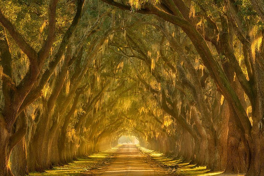 oak-alley-along-the-mississippi-river-outside-new-orleans-louisiana