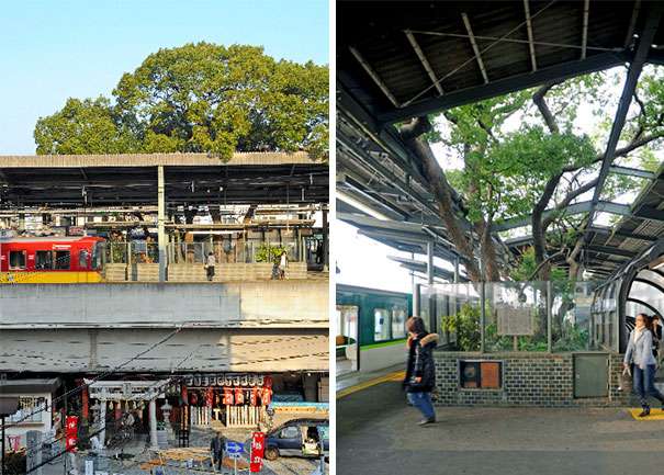 ญี่ปุ่นสร้างสถานีรถไฟ ล้อมรอบต้นไม้เก่าแก่กว่า 700 ปี!