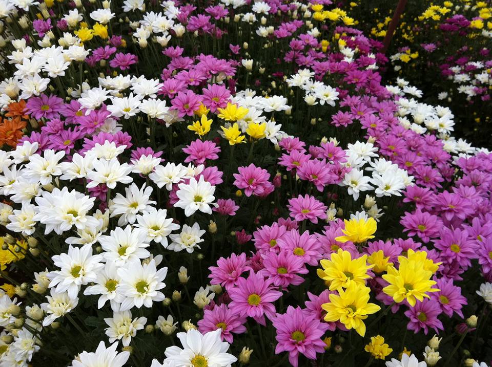 เที่ยวตามรอยละคร บัลลังก์ดอกไม้ ณ สวนบิ๊กเต้ มวกเหล็ก สระบุรี