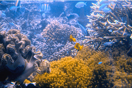 วิวปะการังที่สวยงามภายนอก