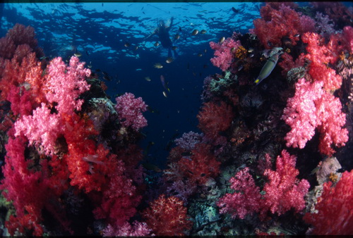 ขอแต่งงานใต้น้ำที่เกาะสิมิลัน