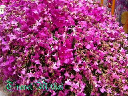 Bangkok Royal Orchid Paradise
