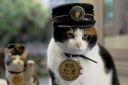 รถไฟแมว ทามะ นายสถานีสุดน่ารัก ที่ญี่ปุ่น
