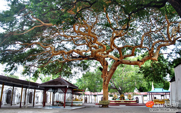 10MandalayHill-Tree