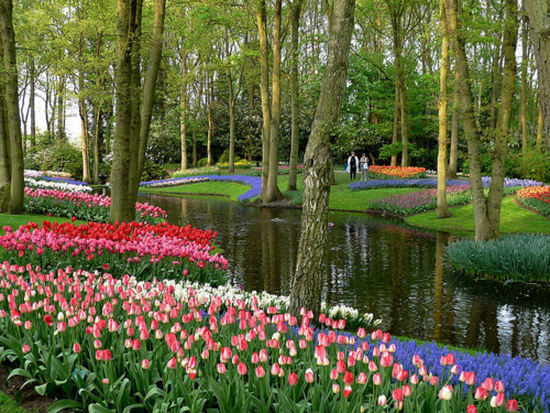 เที่ยวเนเธอร์แลนด์ ดอกไม้สวยๆ