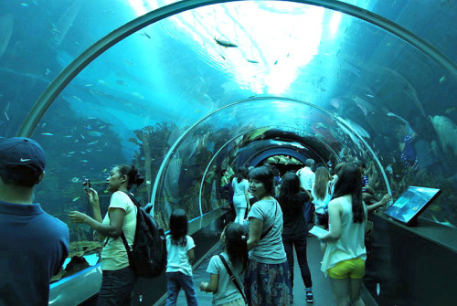 S.E.A. พิพิธภัณฑ์สัตว์น้ำ ใหญ่ที่สุดในโลก, สิงคโปร์
