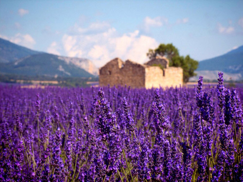 France Provence ทุ่งลาเวนเดอร์ ฝรั่งเศส โพรวองซ์