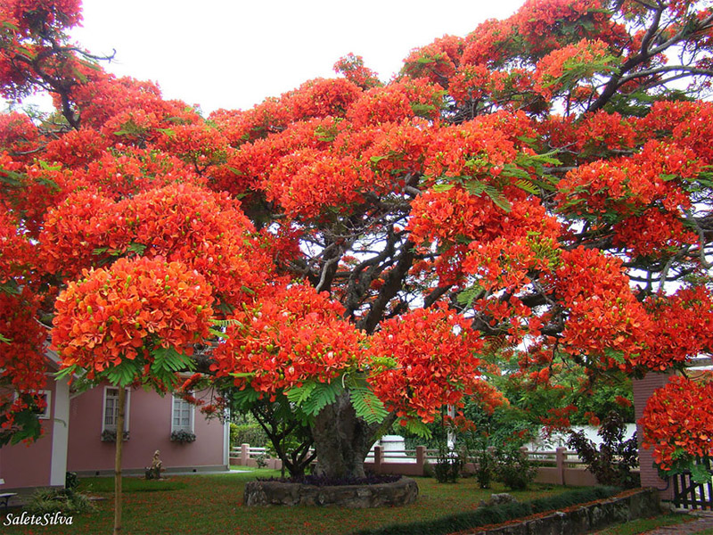 ดอกวิสทีเ ต้นไม้ใหญ่ ที่เที่ยวสวยที่สุดในโลก รูปภาพท่องเที่ยว เที่ยวนิวซีแลนด์