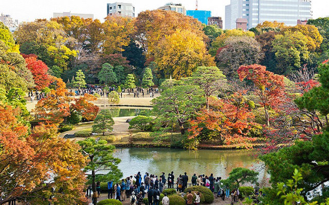 มัชรูมทราเวล ฤดูใบไม้ร่วง เที่ยวญี่ปุ่น โตเกียว ใบไม้เปลี่ยนสี