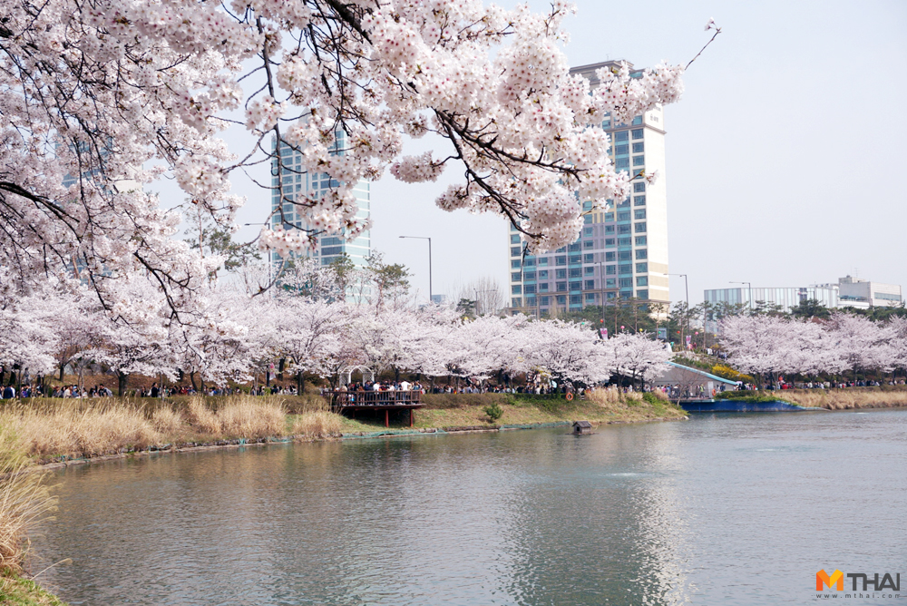 ซากุระ ดอกพ็อดกต ที่เที่ยวเกาหลี ที่เที่ยวโซล พ็อดกต ฤดูใบไม้ผลิ เทศกาลดอกพ็อตโกต