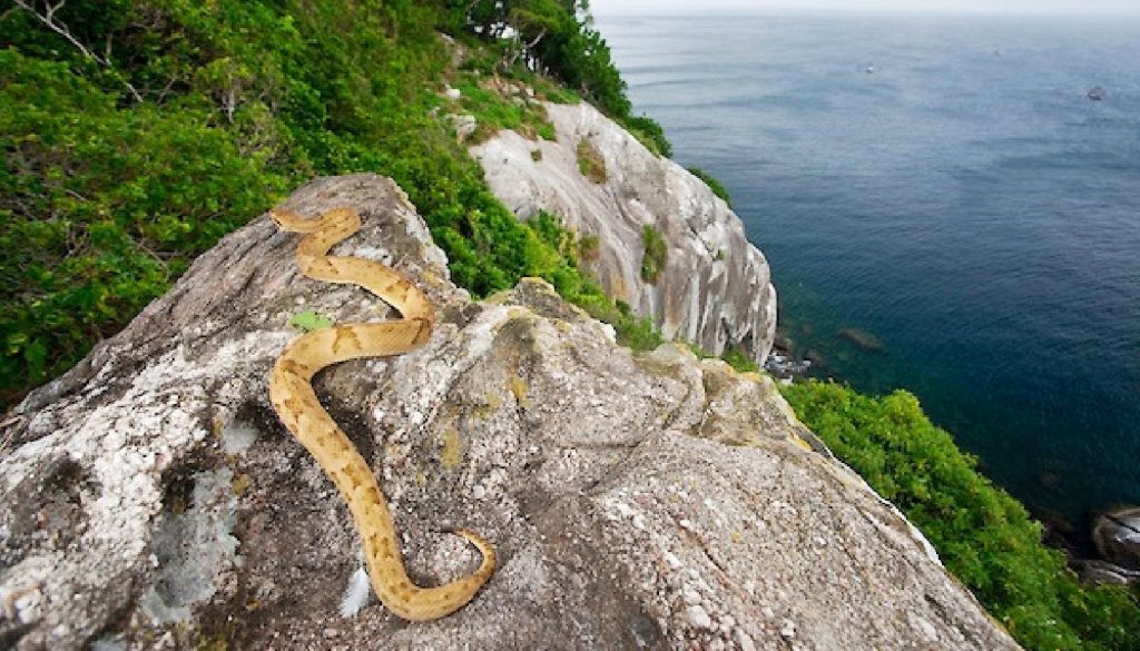 Queimada Grande เกาะงูคลั่ง หนึ่งในเกาะอันตรายที่สุดในโลก!
