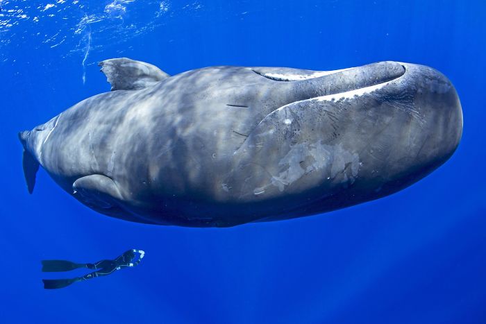 วาฬหัวทุยนอนหลับ ภาพสุดอันซีนใต้ท้องทะเล