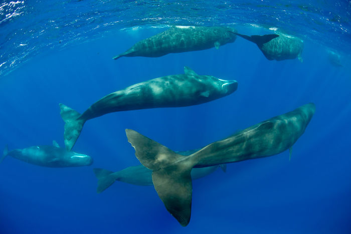 วาฬหัวทุยนอนหลับ ภาพสุดอันซีนใต้ท้องทะเล