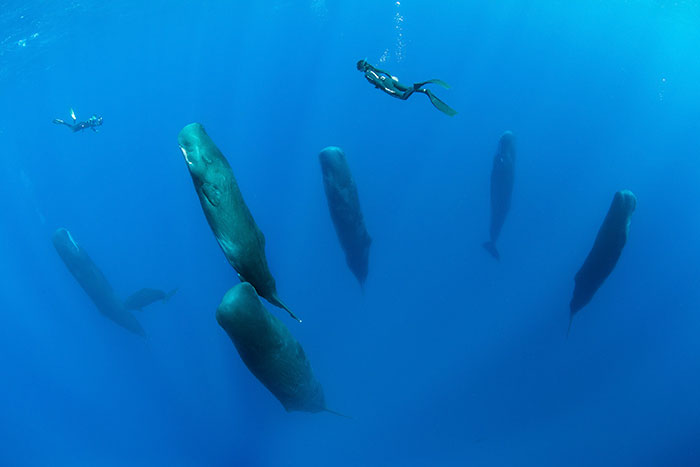 'วาฬนอนหลับ' ภาพสุดอันซีนใต้ท้องทะเล