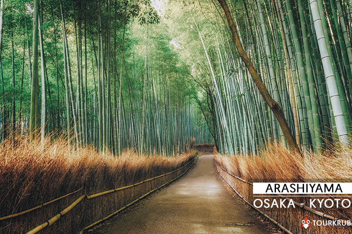 ป่าไผ่ - Bamboo Groves, อาราชิย่าม่า - Arashiyama 