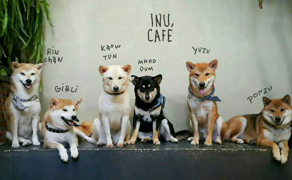 Inu Cafe