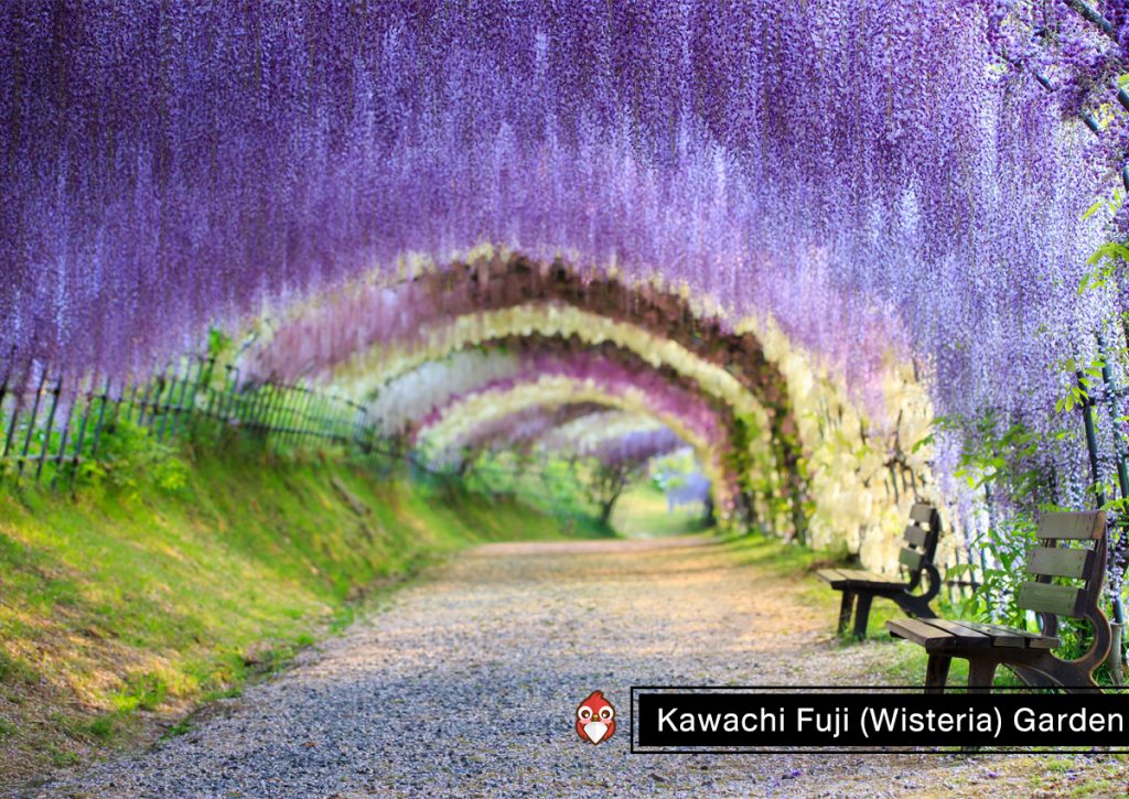  อุโมงค์วิสเทอเรีย - Kawachi Fuji (Wisteria) Garden