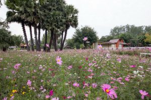 The Blooms Orchid Park จังหวัดราชบุรี 