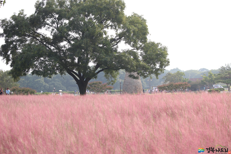 Pink Muhly‪ Grass ดอกหญ้า ทุ่งดอกหญ้าสีชมพู เกาหลีใต้