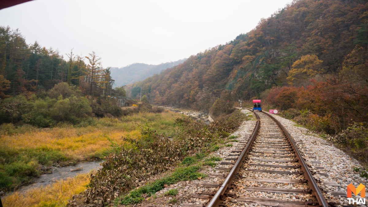 railbike ปั่นจักรยาน รถไฟ เกาหลี เที่ยวเกาหลี ใบไม้เปลี่ยสี