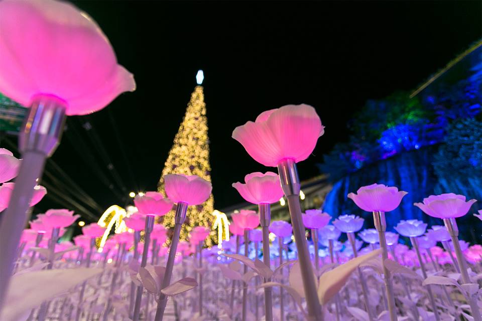 LED Rose Garden ดอกกุหลาบไฟ LED ดอกไม้เรืองแสง ที่เที่ยวไทย นครราชสีมา ปีใหม่ 2561 เดอะมอลล์โคราช เทศกาลปีใหม่ เที่ยวโคราช โคราช
