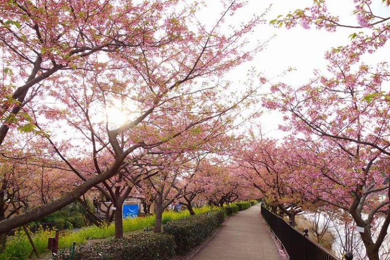 ซากุระญี่ปุ่น ที่เที่ยวญี่ปุ่น สถานที่ชมซากุระ สถานที่ชมดอกไม้