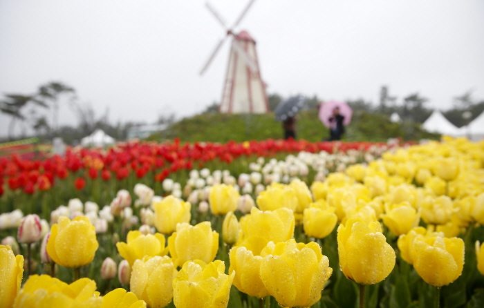 ที่เที่ยวเกาหลี เทศกาล Taean Tulip Festival เทศกาลชมดอกทิวลิป เทศกาลดอกทิวลิป เที่ยวสวนดอกไม้