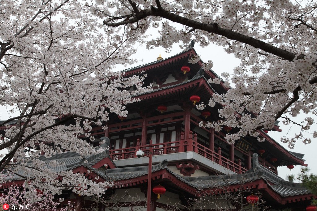 ซากุระ ซากุระจีน ดอกซากุระ ดอกอิงฮวา ท่องเที่ยวดอกไม้ เที่ยวจีน