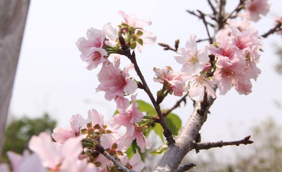 ชมดอกไม้ ซากุระ ซากุระญี่ปุ่น ดอกไม้ เที่ยว เชียงราย