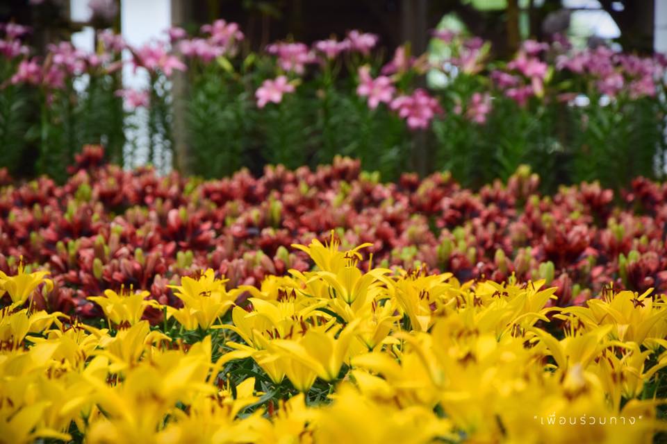 ที่เที่ยวบุรีรัมย์ สวนดอกไม้ อุทยานไม้ดอก เพ ลา เพลิน เทศกาล มหัศจรรย์ดอกไม้แห่งรัก