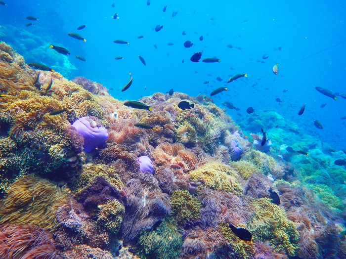 ดำน้ำชมปะการัง ทะเลชุมพร เกาะร้านเป็ด เกาะร้านไก่ เที่ยว ดำน้ำ เที่ยวชุมพร เที่ยวทะเล แหล่งดำน้ำ ชมปะการัง