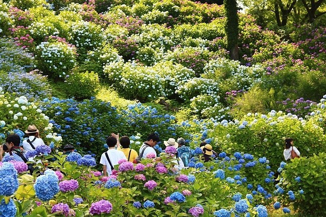 ที่เที่ยวญี่ปุ่น เทศกาลชมดอกไอริส เทศกาลชมดอกไฮเดรนเยีย เทศกาลดอกไม้ เทศกาลดอกไม้ ญี่ปุ่น