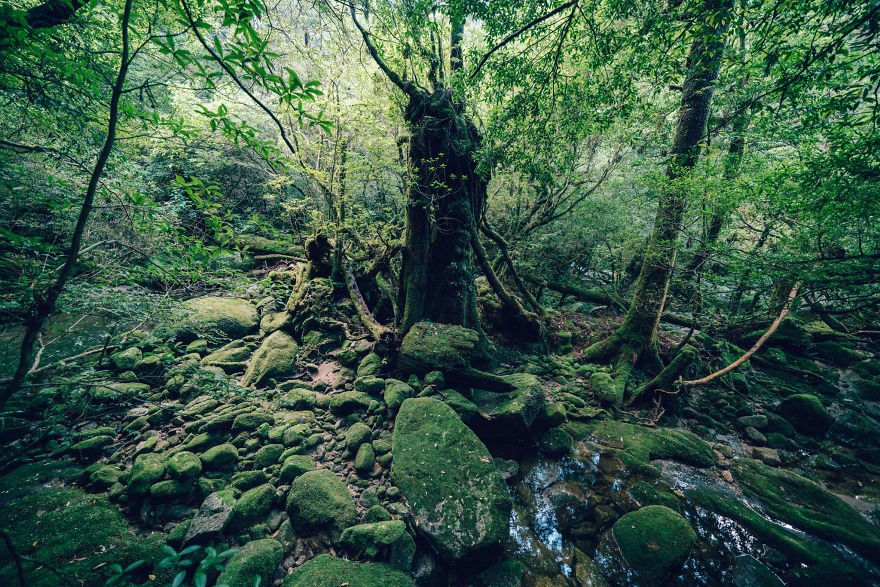 ที่เที่ยวญี่ปุ่น ป่า Shiratani Unsuikyo ป่าดึกดำบรรพ์ ผืนป่าอนุรักษ์ มรดกโลก มรดกโลกทางธรรมชาติ เที่ยวป่า