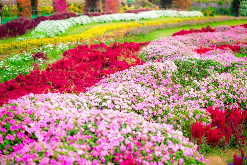 ดอกไม้ หน้าหนาว ที่เที่ยวนครราชสีมา ที่เที่ยววังน้ำเขียว ที่เที่ยวโคราช สวนดอกไม้ สวนดอกไม้เมืองหนาว สวนภูมิพฤกษา เที่ยวนครราชสีมา เที่ยวสวนดอกไม้ เที่ยวโคราช