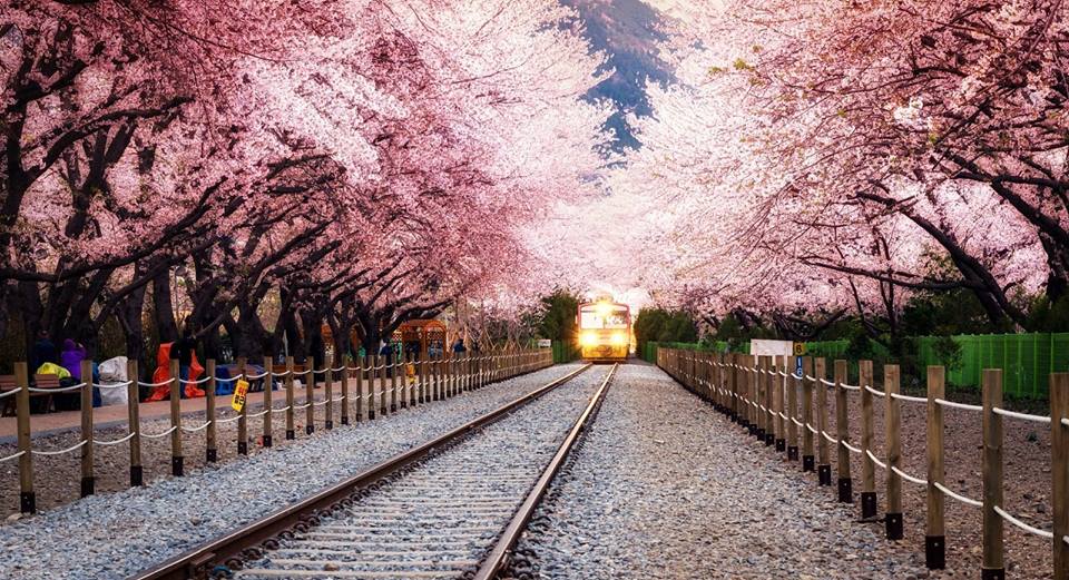 ที่เที่ยวเกาหลี พยากรณ์ซากุระ พยากรณ์ซากุระบาน พยากรณ์ดอกไม้บาน ประเทศเกาหลี ฤดูใบไม้ผลิ 2019 ฤดูใบไม้ผลิ เกาหลี สถานที่ชมดอกไม้ เที่ยวเกาหลี เที่ยวเกาหลีใต้